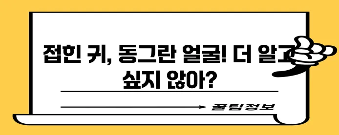 스코티시 폴드 품종 고양이의 매력적인 특성을 알아볼까요!