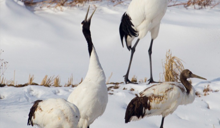 철원 두루미 탐조 방법 코스
