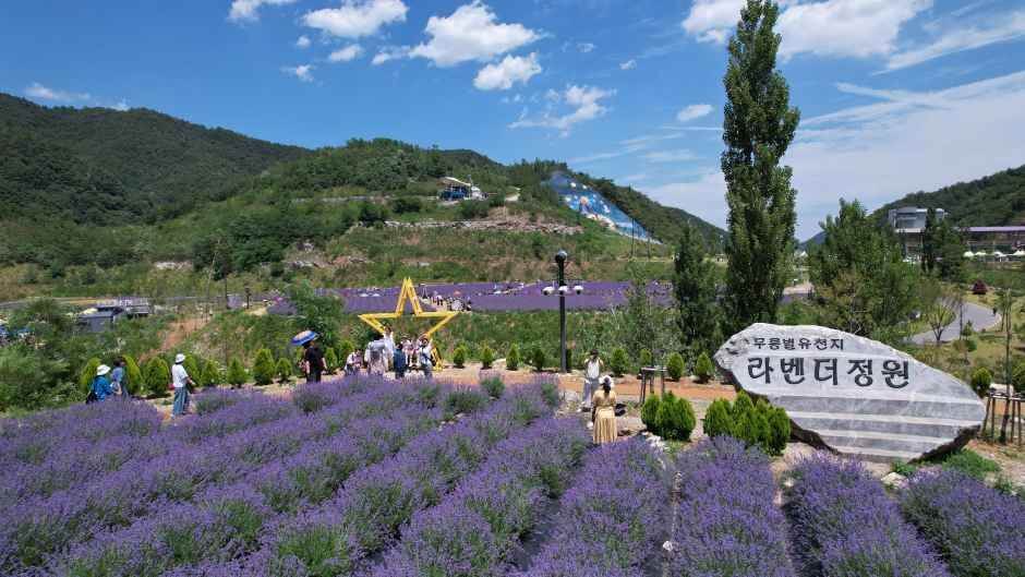 무릉별유천지 라벤더축제