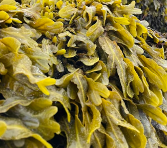 이명에 좋은 음식 영양제 식단