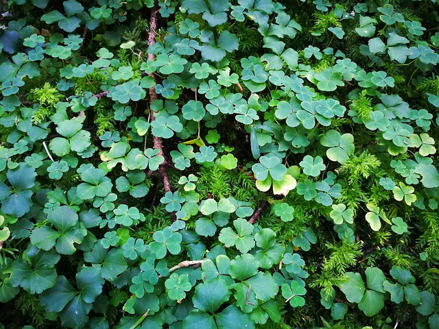 행운의 상징인 네잎클로버