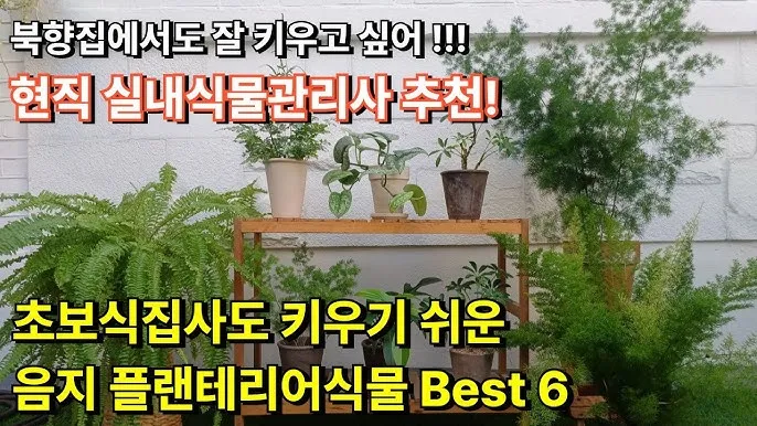 북향집 식물 선택 저조도관리 물주기 식물등 활용 방법_1