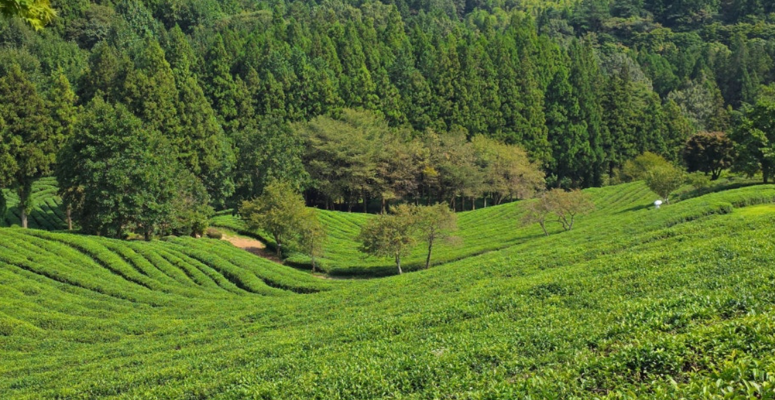 보성 녹차밭