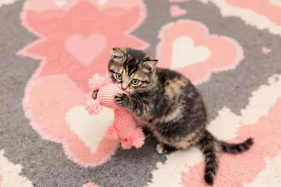 🐾 고양이의 본능과 사냥 습성
