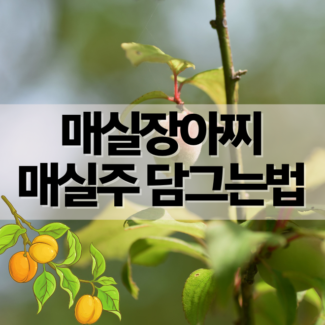 매실장아찌 담그는법