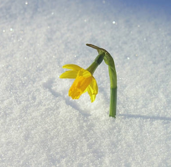 겨울 꽃 수선화