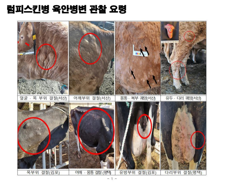 럼피스킨병 백신