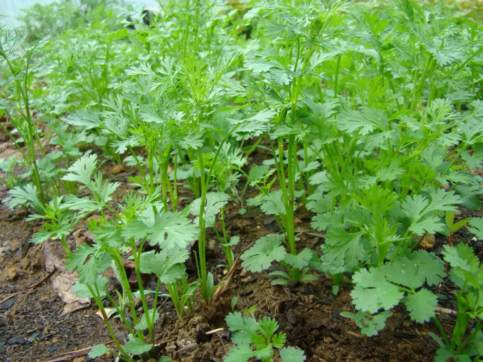 고수 재배 허브 키우기 상자 텃밭 통풍 관리_6