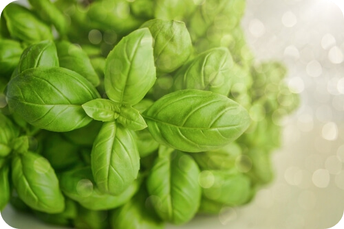 바질 효능 섭취 시 주의사항1