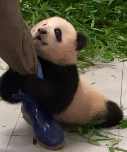 &amp;quot;푸바오