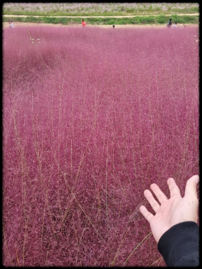 안성팜랜드 핑크뮬리,코스모스 가을 사진여행 추천합니다.