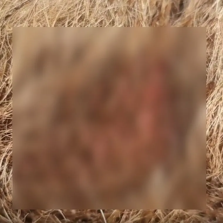 리트리버 구더기