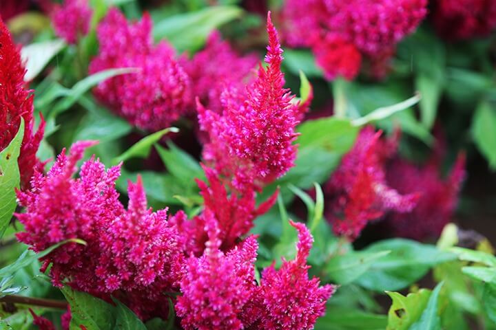 신안 섬 맨드라미 축제 일정