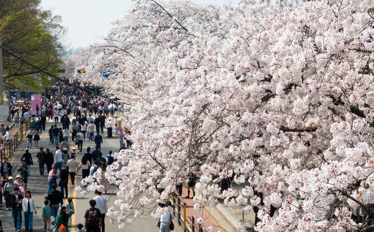 여의도 벚꽃축제 관련 사진