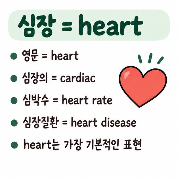 심장은 heart, 심장의는 cardiac, 심박수는 heart rate, 심장질환은 heart disease라고 정리한 영어 표현 카드
