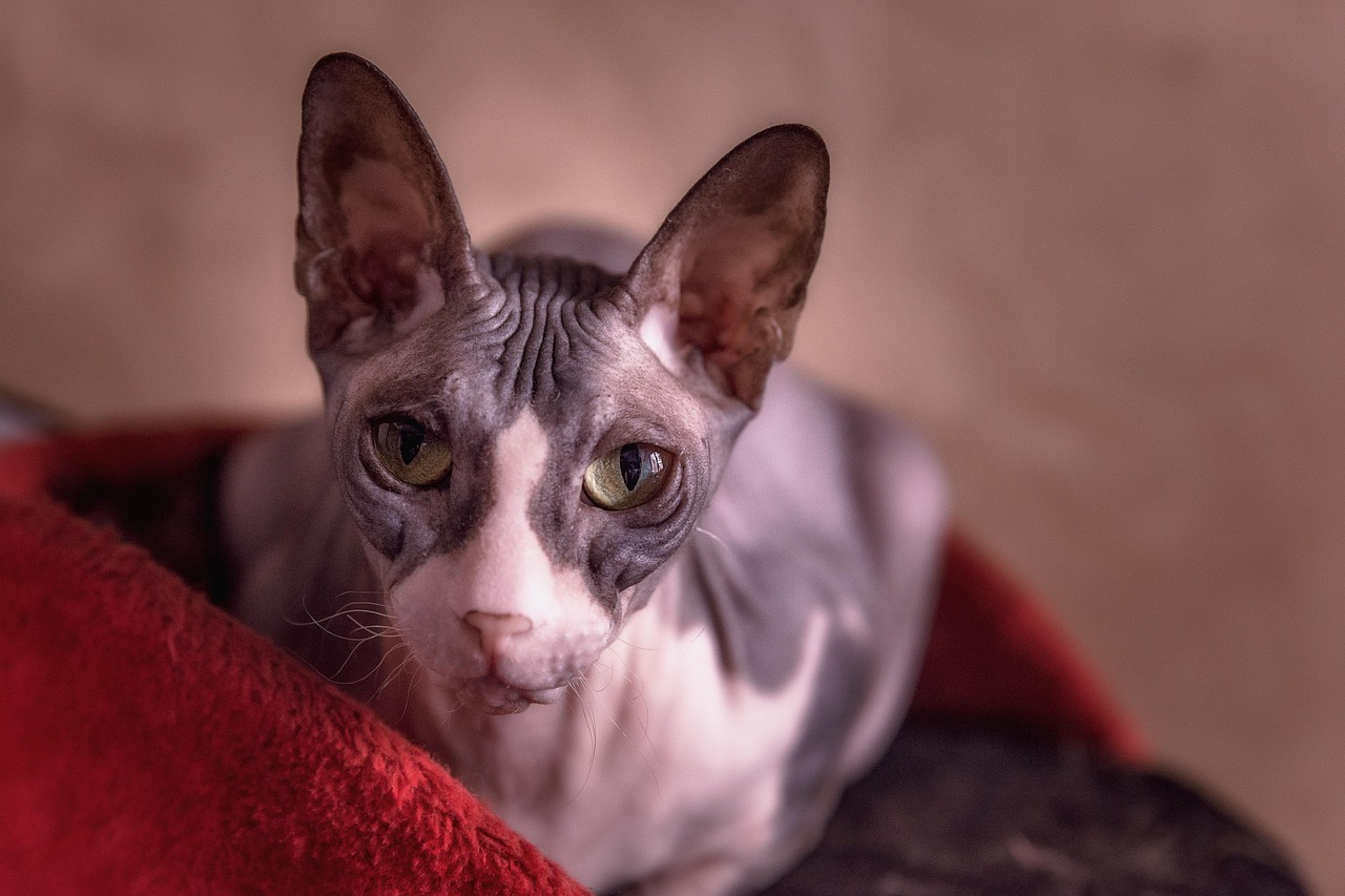 흰색과 회색이 어우러진 스핑크스