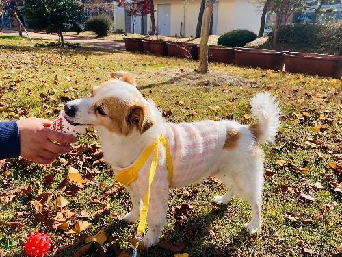 노령견의 두뇌자극 활동