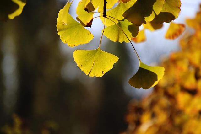 은행잎 보관법 관련 사진