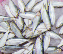 2024 서천 홍원항 자연산 전어꽃게축제