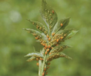 딱총나무수염진딧물