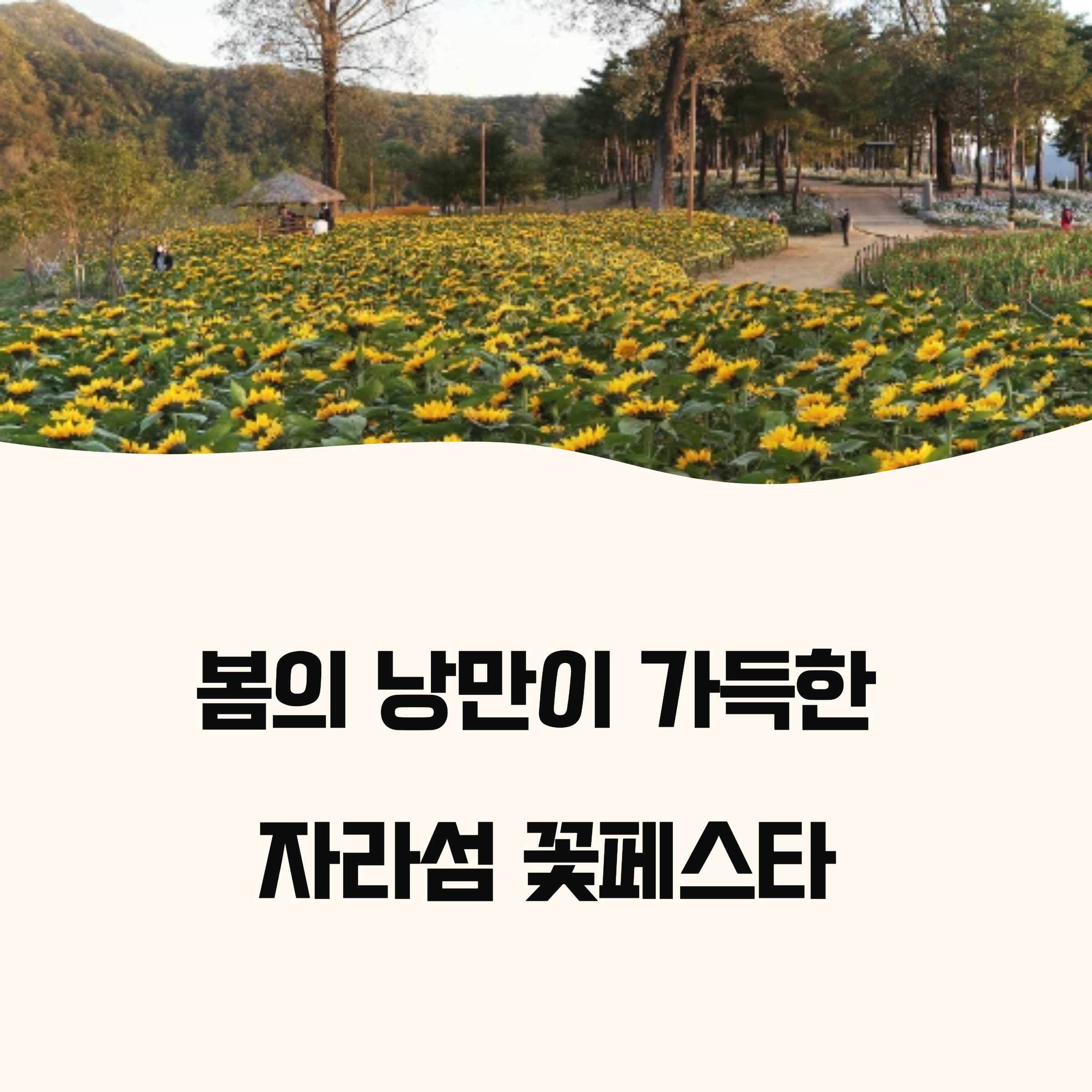 자라섬 꽃페스타