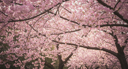 벚꽃 축제 가이드