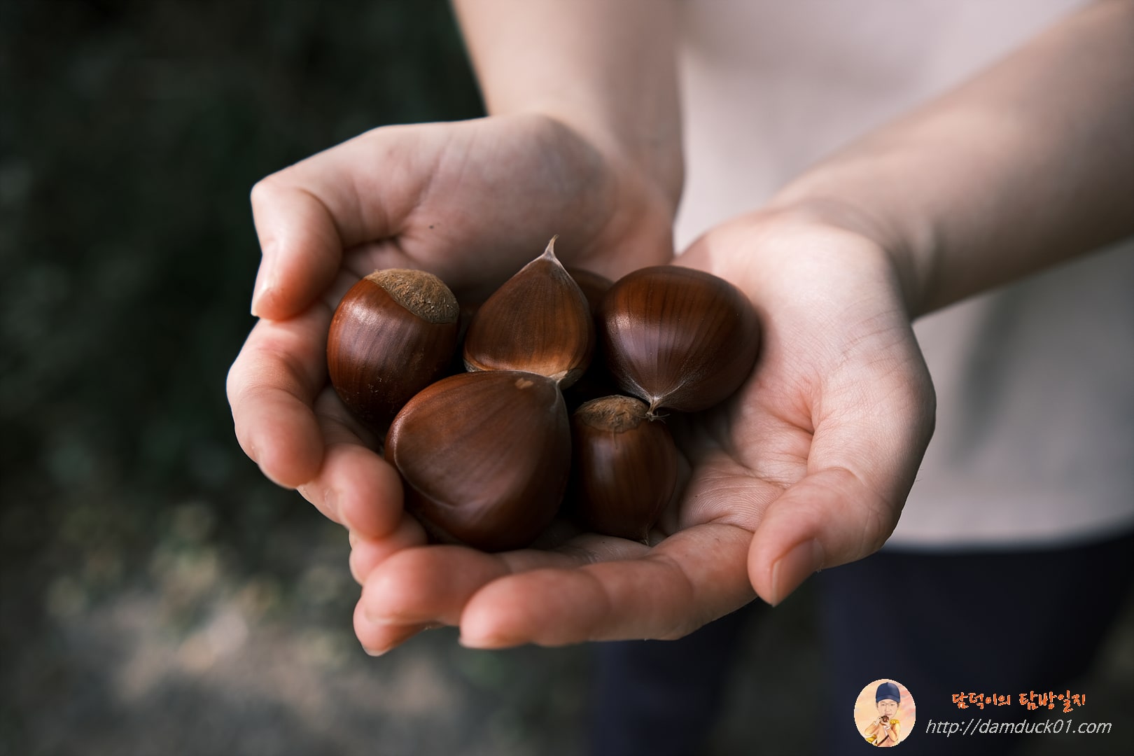 가을-밤-알밤-담덕이의탐방일지