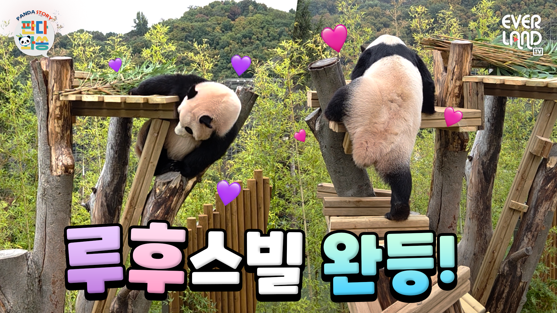 평범하게 올라가는 법이 없음 | #판다와쏭 #278