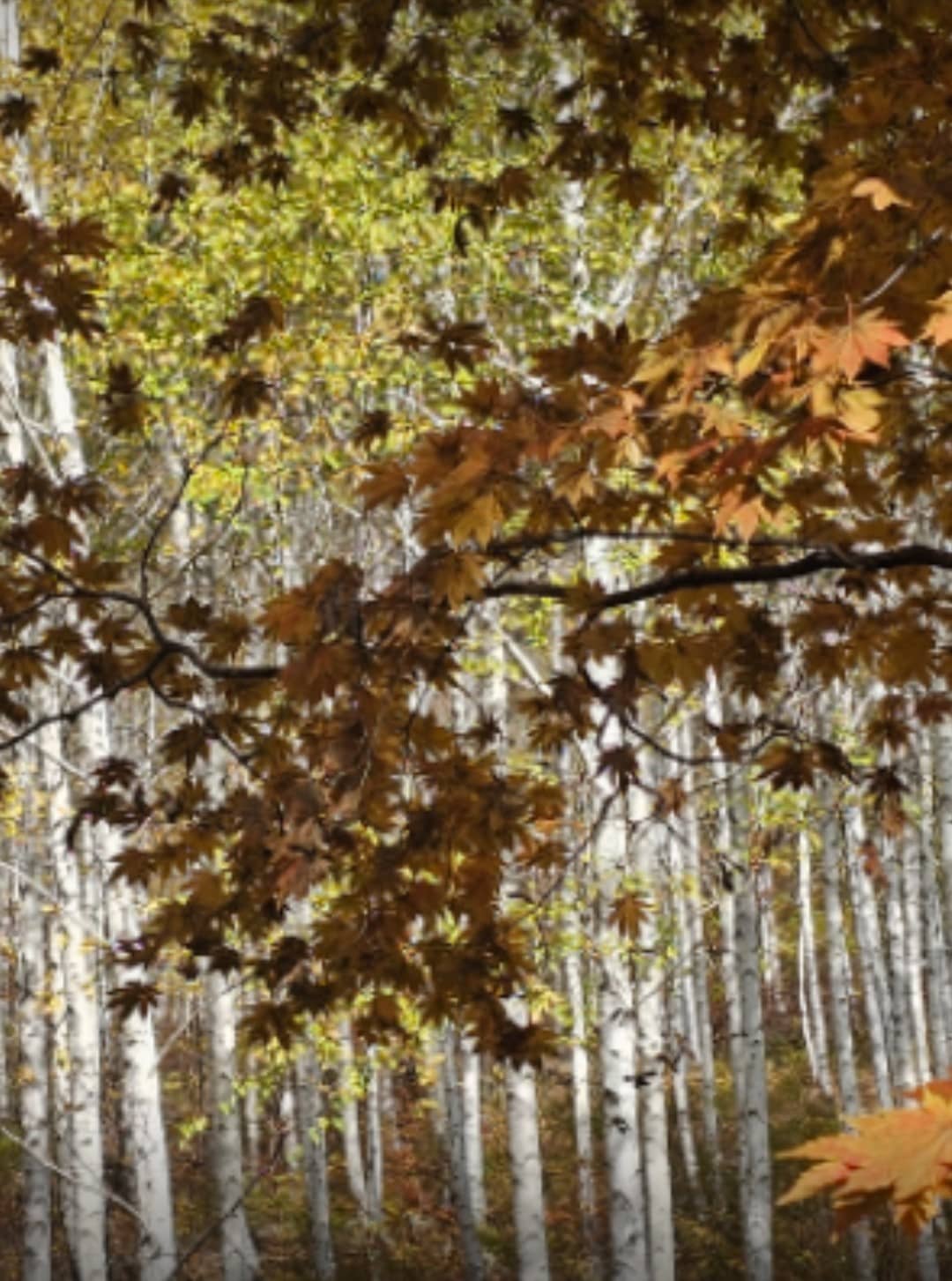 자작나무숲 2