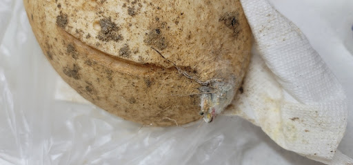 냉장 보관 중 무 잔뿌리 쪽에 하얀 곰팡이가 핀 모습, 물기와 함께 발생한 상태