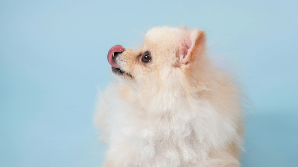 혓다박으로 코를 핧고있는 강아지