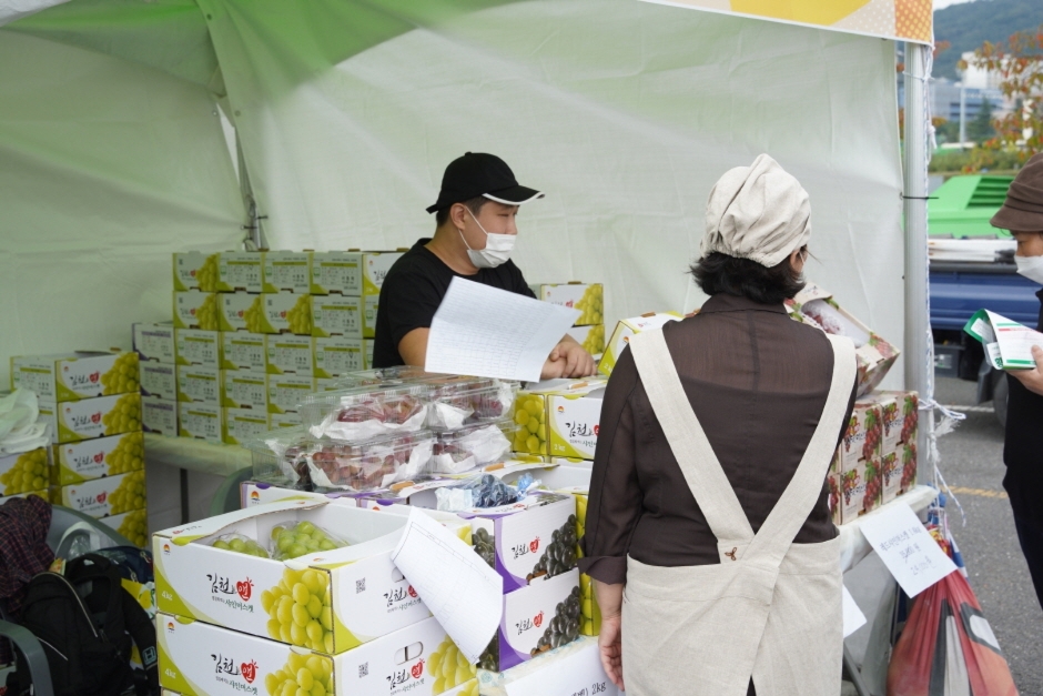 2025 김천포도축제, 샤인머스켓·포도따기 체험과 가족 먹거리 여행