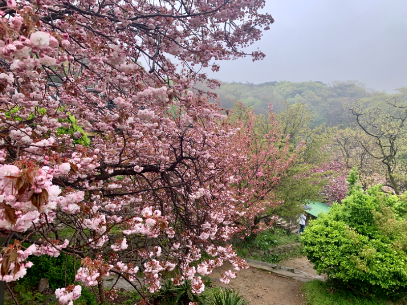 개심사 왕벚꽃