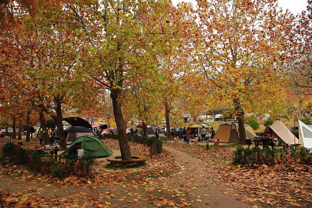 상의자동차야영장. 경상북도 청송군 주왕산면 상의리 368