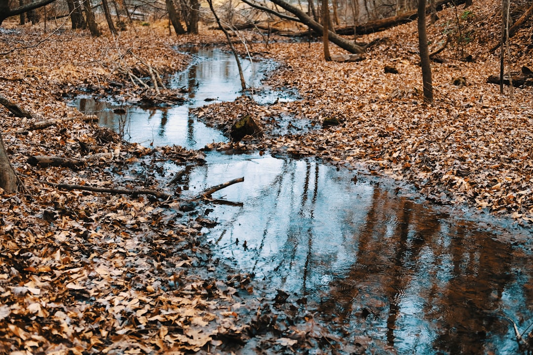 Mirroring