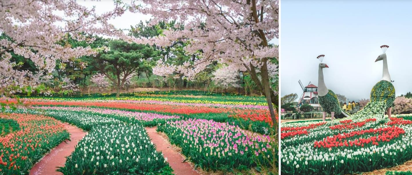 [서울 근교 4월 봄꽃 축제]태안 튤립축제, 안면도 코리아플라워파크