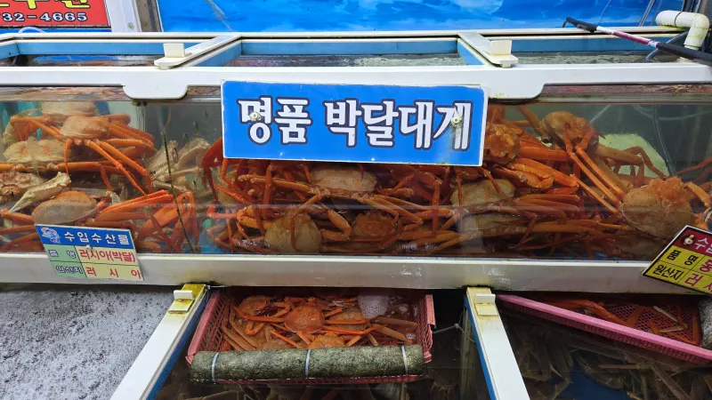 강구항 대게 맛집 수족관 모습