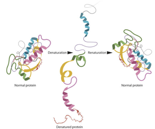 Protein inference 문제의 본질
