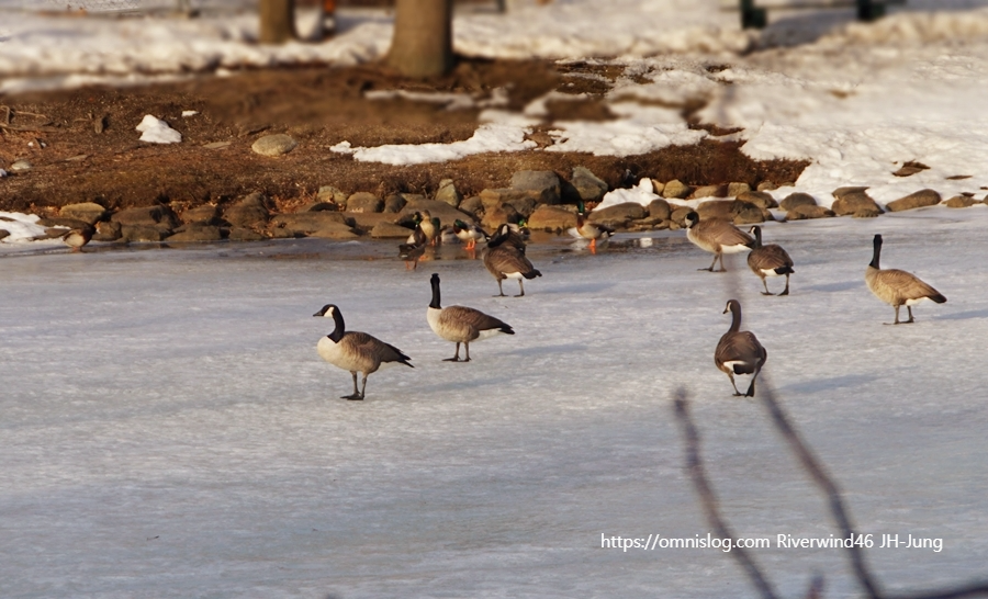 겨울철새 기러기 Boston goose, Canada goose