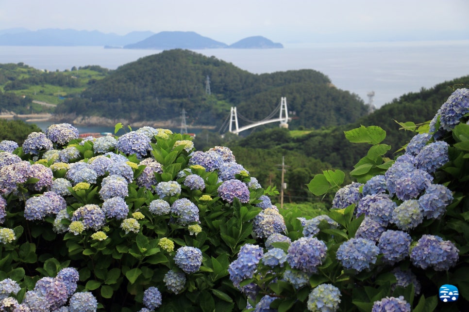 통영 연화도 수국