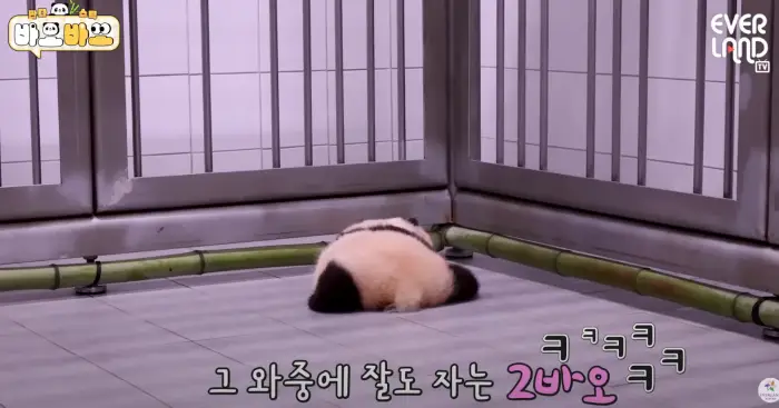 아기바이오-판다