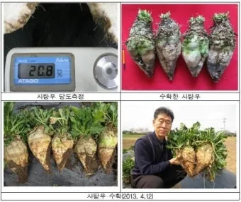 사탕무 재배 봄 파종 당도 관리 수확 보관_2