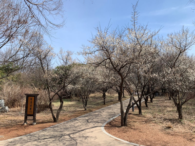 [정원수목]한옥 정원에 어울리는 한국 전통 수목 10가지