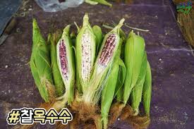 제3회 섬섬여수옥수수 페스티벌 기본일정과 프로그램 정리