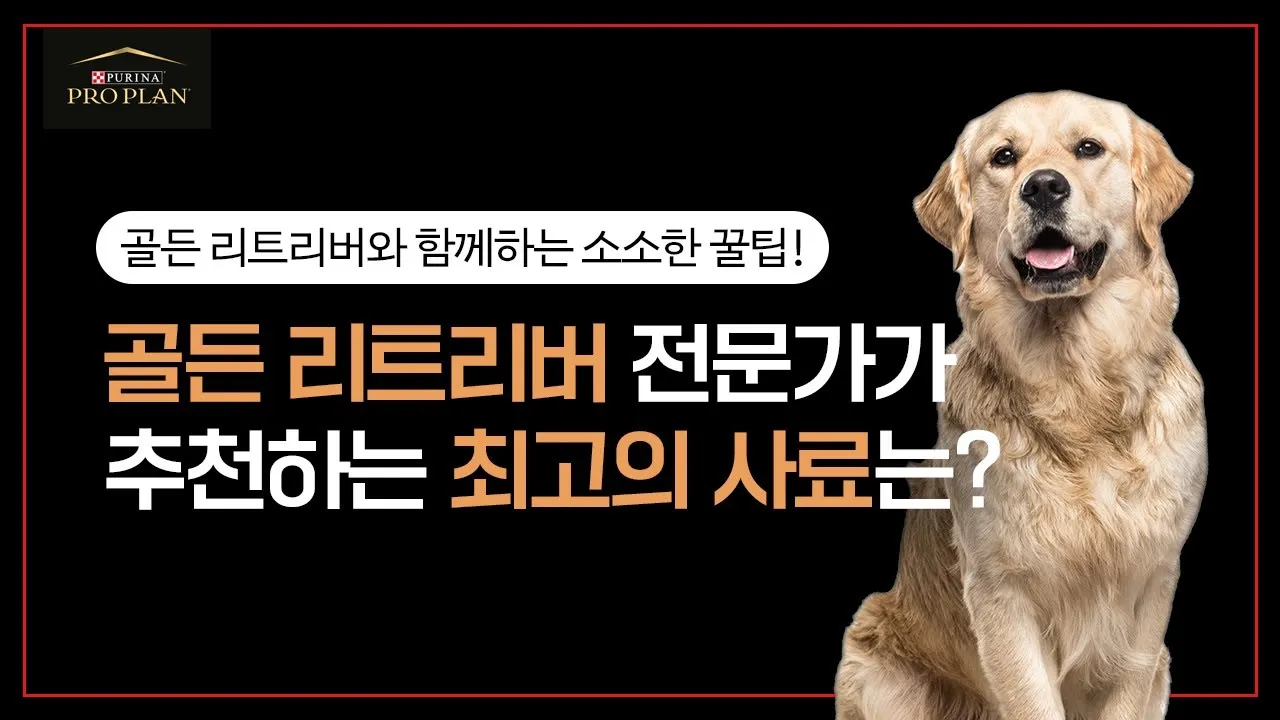 골든 리트리버 분양 가격 성격 장단점_8