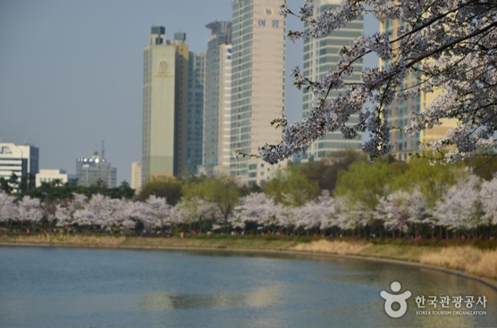 석촌호수 벚꽃축제
