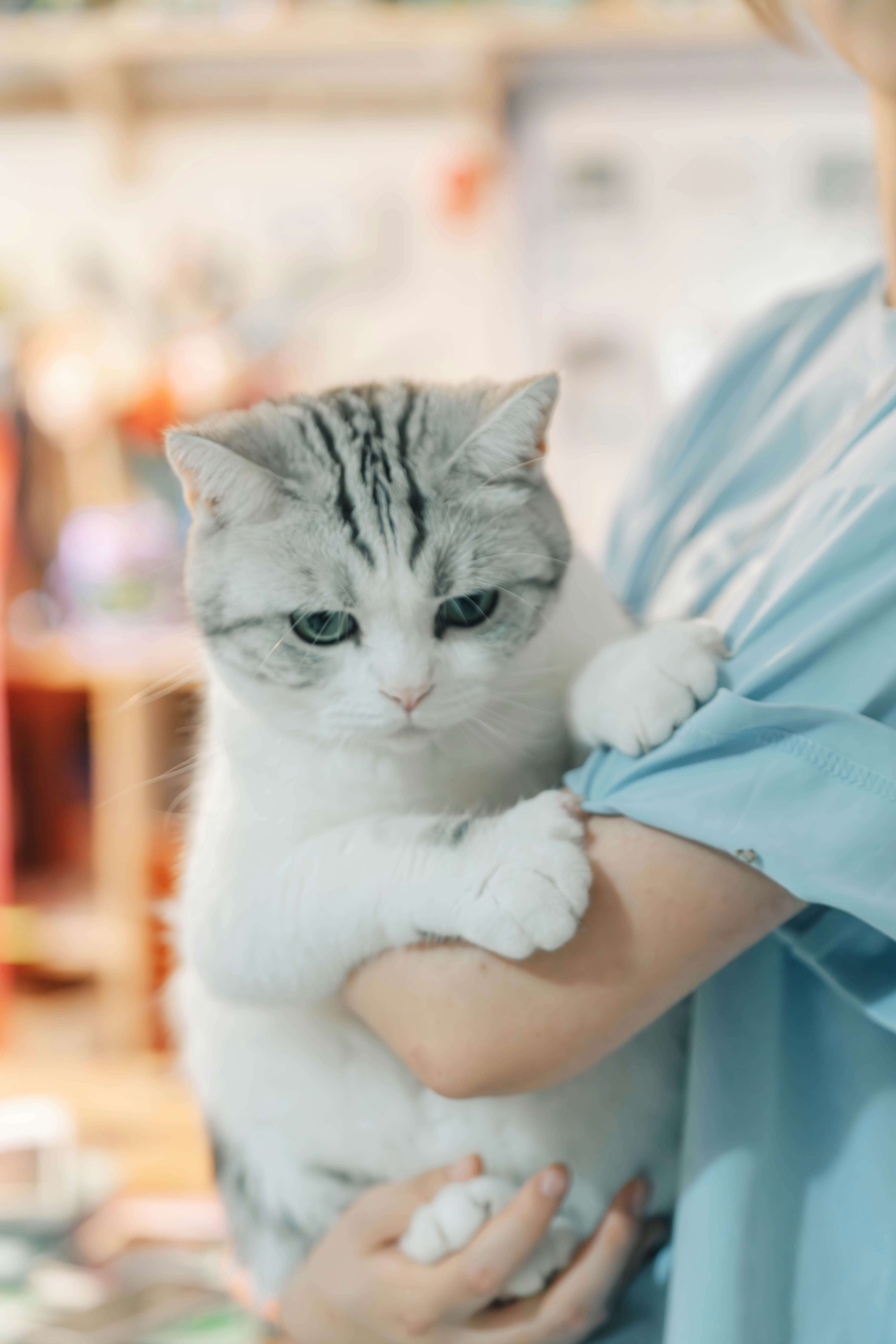 동물병원에서 보호자 품에 안긴 채 검진을 기다리는 흰색 고양이