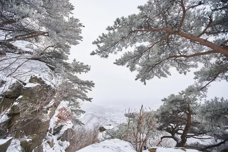 남양주 반려견 겨울 나들이 명소, 강아지와 함께 산책하기 좋은 곳 추천