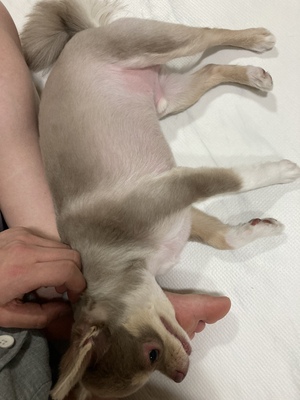 무기력하게-누워있는-강아지