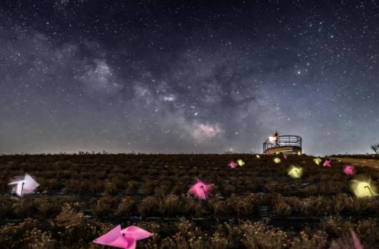 감악산 아스타국화 축제